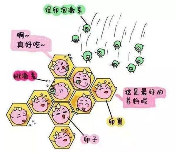 冻卵取10-25枚卵子比较合适