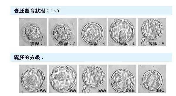 10个囊胚中可筛出3-5个健康胚胎