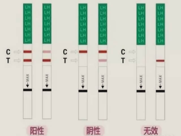 金秀儿排卵试纸的准确率是99%