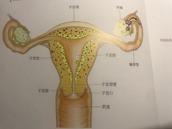 AMH检测可评估卵巢状况