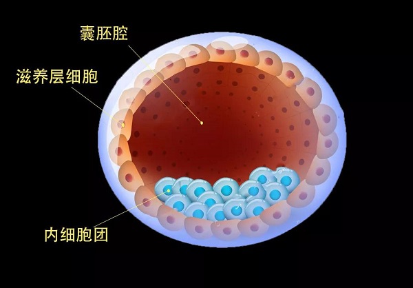 囊胚染色体存在异常需要送检筛查