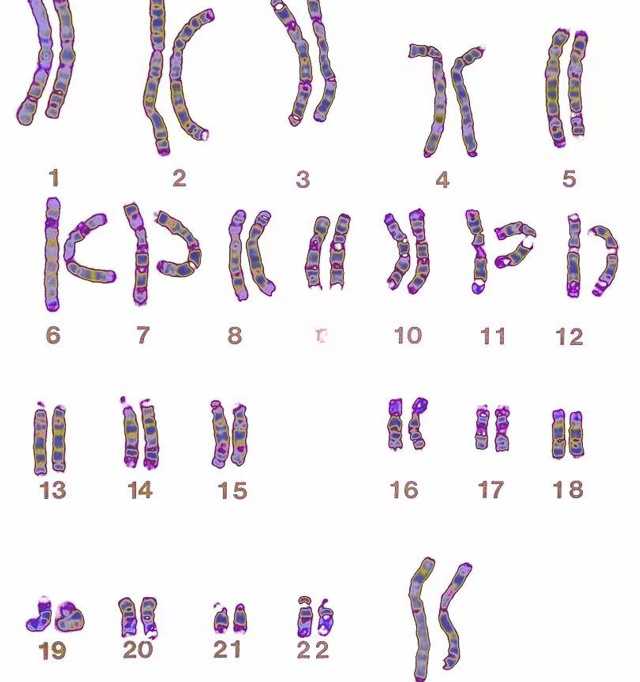 人类有23对携带遗传物质的染色体