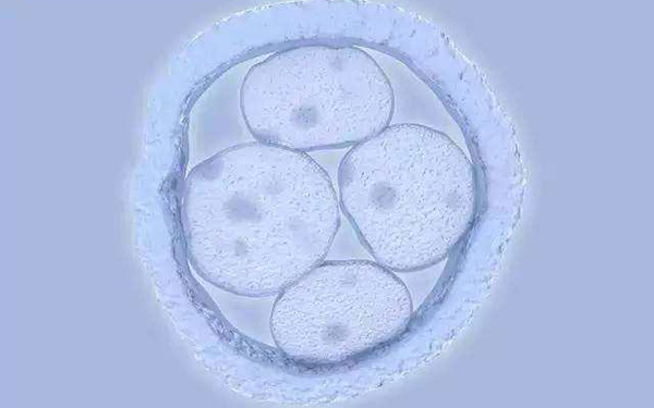 5AA囊胚移植成功率有60%