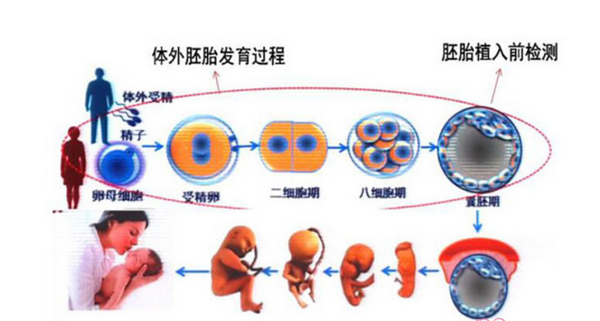 胚胎植入前检测流程